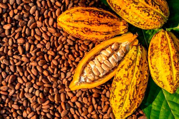 cacao