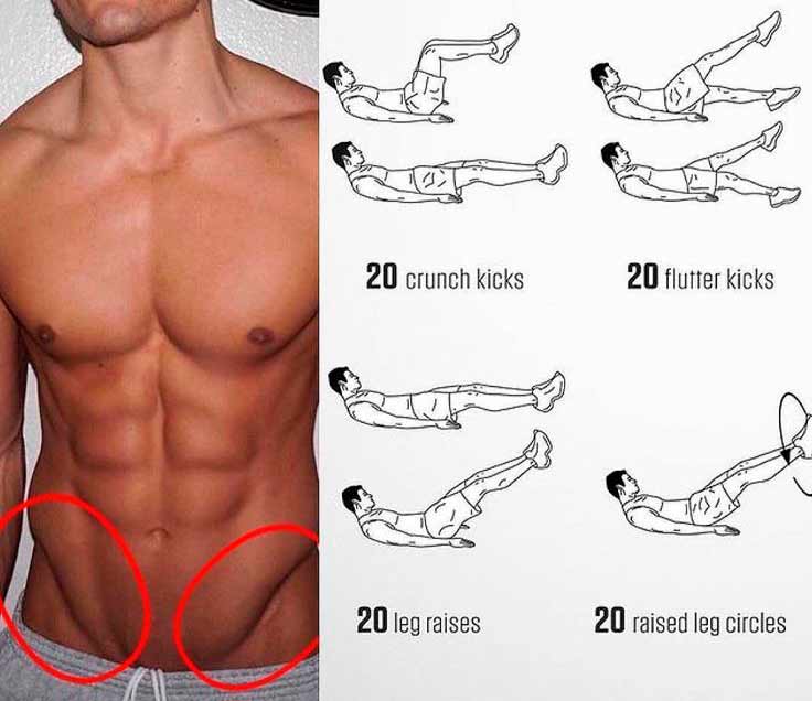 musculos abdominales